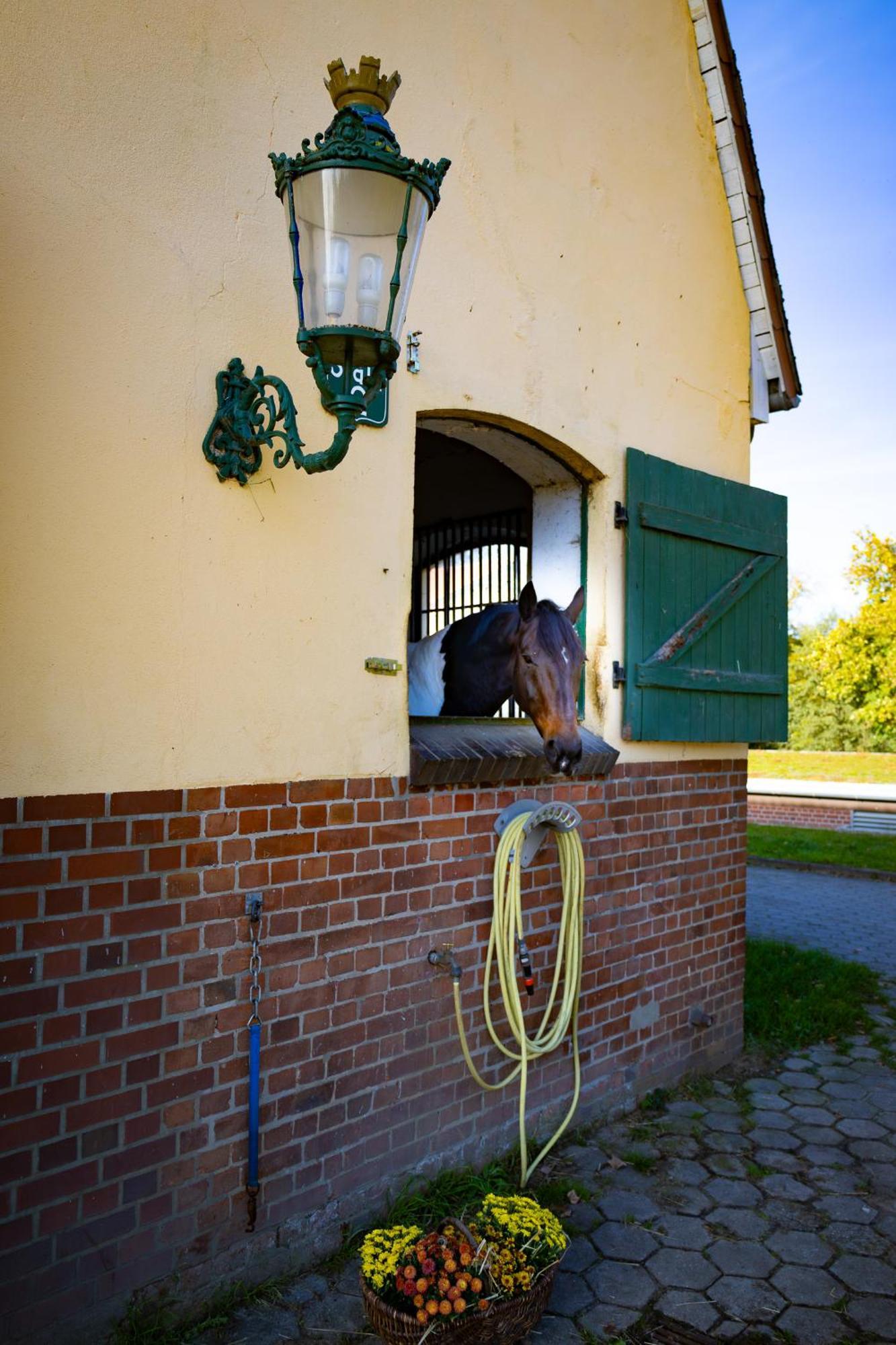 Apartamento Fewo Mit Pferdeboxen, Paddock Und Weide In Der Lueneburger Heide Vierhofen Exterior foto